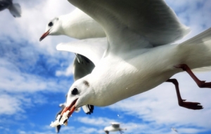 �W��������  �R�^��׽���t�Mʳ