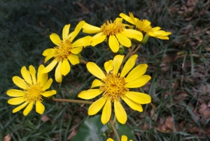 �W(w��ng)�������S�ģ�Ұ���t��