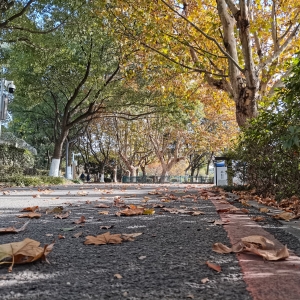 ��ͩ���y���S ���������