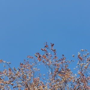 �S�ģ�ů�(y��ng)�{(l��n)���c��ɣ��