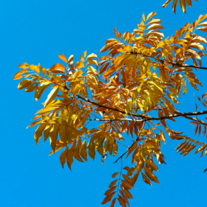 �＾�R�^�µĽ�� ����Ƽ�