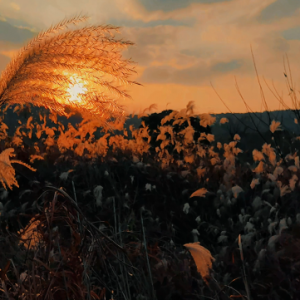 ���R�^ӛ����� �W(w��ng)���ĔzΨ��ҕ�l