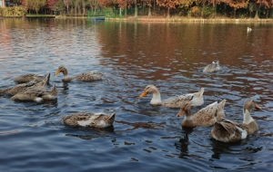 �W(w��ng)���S�ķ�������ˮӯӯ Ⱥ����ˮ