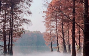 APP����Ȧ�S�� �F�⏛�� �̲�ʎ��