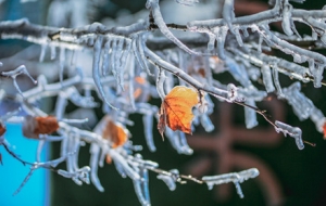 APP�S�ķ��� ����pӯ����