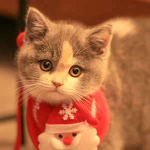 ƽ��ҹ�������Ķ��Ȼ���