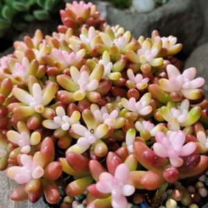 �W���^Ӱ��·�v�̣����x���