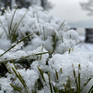 ���ģ������ѩ�� ��������