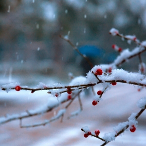 �����������һ����ѩҪ����