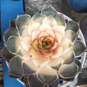 ���⡰������  �������