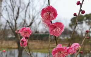 СԺ��÷һ���� ������Ӱ�M����