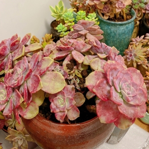 �W(w��ng)�ѕ�D���(y��ng)��� ����Ҳ������