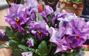 ӭ���������ݲ�����ʢ�_