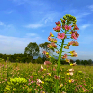 �֙C�Ĕz����ɫ�Ͳ˻�����