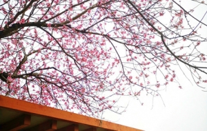 �l�幫��վ ���F�\�� ��Ӣ�_��