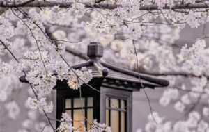 ����ֻ�Σ������尲�� �q�q��֪�� �p����