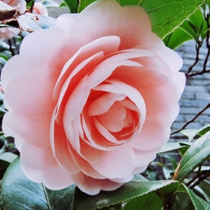 �W�ѷ��������_һ�� �@�G�r��