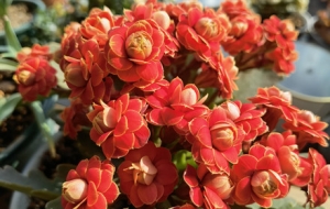 �L�ۻ��@ˇ����  ��M���C����