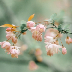 ���D������Ψ�����z����