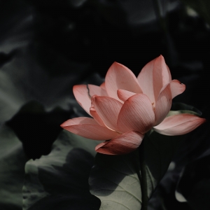 ��Ʒ���]����Ӱ���� ���_����