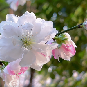 ���մ�ٝ�@����ɫ�һ�ʢ�_(k��i)