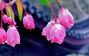 �Z�����꾰���� ����Ԋ(sh��)��(hu��)�㽭��