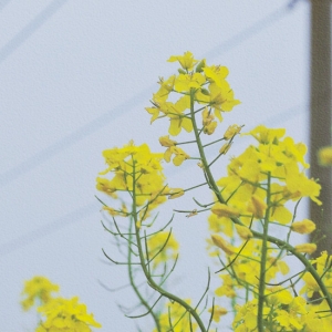 �W(w��ng)�Ѵ򿨣��Ͳ˻��ѽ�(j��ng)ʢ�_(k��i)