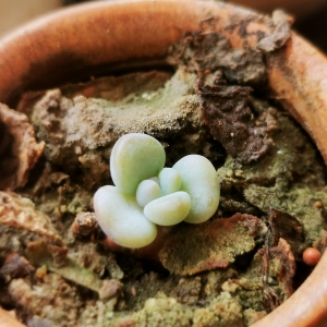 �辰���������쵽�� ֲ�����C����