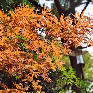 ���D��һ��݆�� ��������