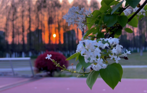 ��򹫈@Ϧ���Ψ�����㻨 ʢ�_��������