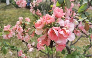 �S���Ĵ� ��ɫ�M�@�P��ס