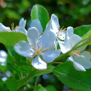 ��ɫ���Ļ�ʢ�_ Ψ����ѩ