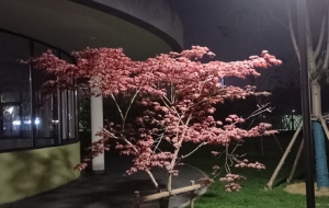 ������ٳ��T ӛ䛽������ҹ��