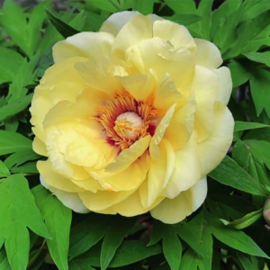 ���]��ĵ����ʢ�_ ��ɫ����