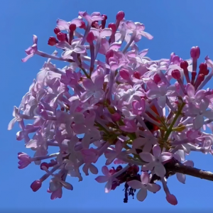 ��򹫈@�����㻨��֦�^�uҷ