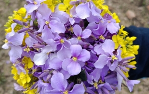 �ٻ��R�� �����[֦�^