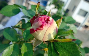 �������Gֲ���仨�@ ������s