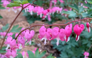 �ɰ�ĵ��: ����Đ������������