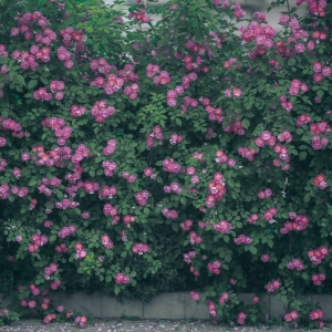 �M���Nޱ ������������