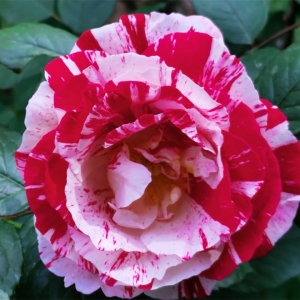 �S���ģ�����ʢ�_�ļ���