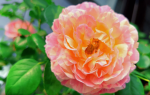 �֙C�Ĕz�ٻ��@ Ī���¼�ʢ�_