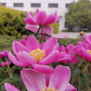 ���]���L�ܜ��� ��������