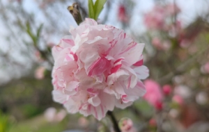 ����֦�^���`�� ����̼t��ǧ��