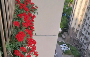 ��_����ֲ��Ů�� ���F�\��