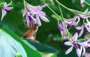 鬻��h�� �������㼚