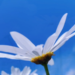 APP�W(w��ng)��ҕ�l�������{(l��n)����ƻ������