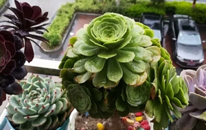 ��һ�N��ѽ������� ��������