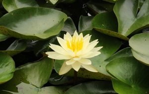 ����Ȧ�������_����