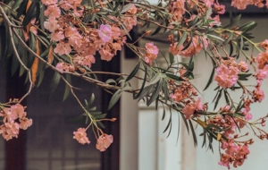 �S���d������ �o�k�r��