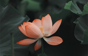 ��δ�� ���㸡�Ӻɻ���